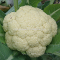 CF70 Genius 70 days medium maturity hybrid white cauliflower seeds